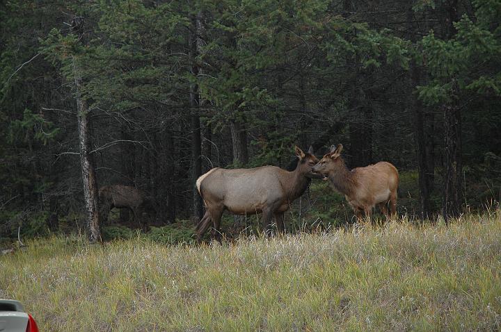 Autour de Jasper (5).JPG